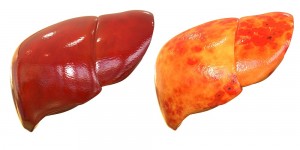 Human Body Organs (Liver Anatomy)